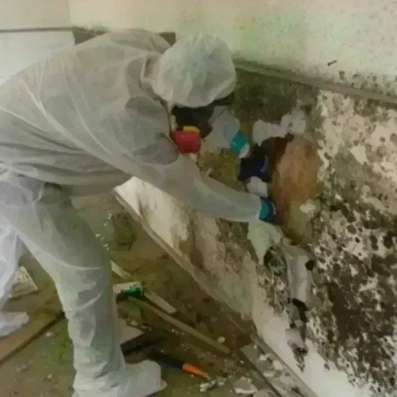 Mold Remediation and Removal in Lake Arrowhead, ME